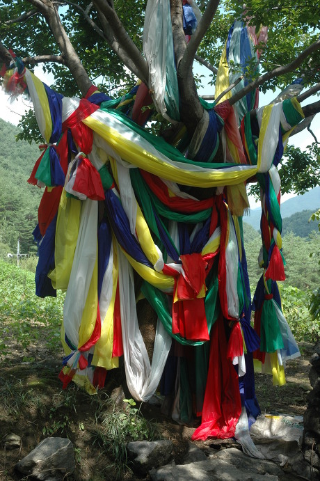 'Dangsan Tree' in Korea
